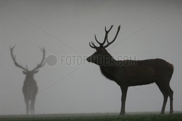 Red deer  front and profile in the mist of dawn