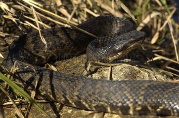 Western Cottonmouth crawling in herbs Louisiana