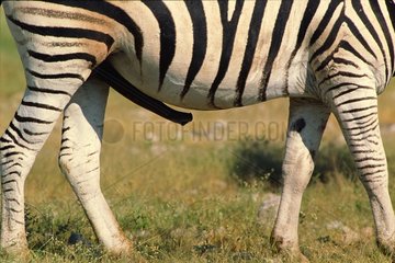 Geschlecht des Zebra von Burchell in Erektion Etosha