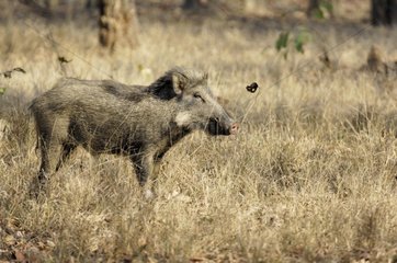Wildschwein einsam bewegungslos im Gras trocknet Indien