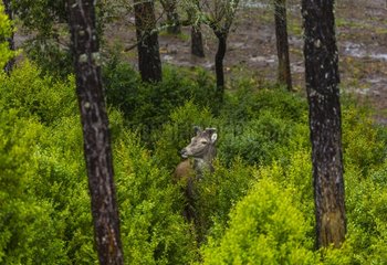 Red Deer in the forest - Spain