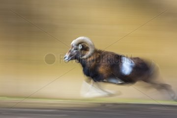Mouflon sheep running - Spain