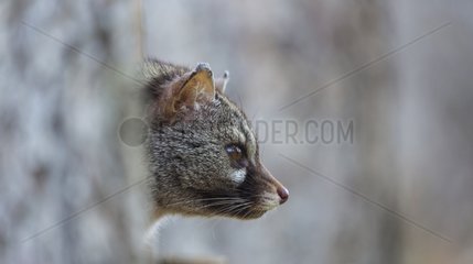 Portrait of Small-spotted Genet - Spain