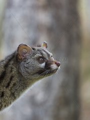 Portrait of Small-spotted Genet - Spain