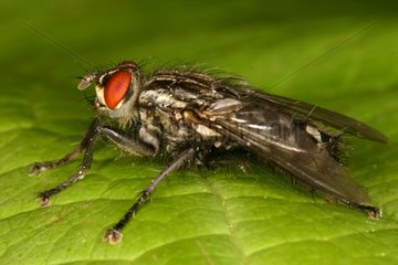 Fly posed on a leaf Evere Belgium