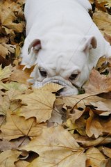 English Bulldog lied down on a dead leaves carpet