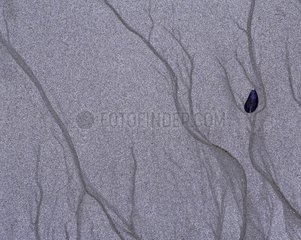 Muschel aus blauem Muschel am Sand bei Ebbe Frankreich