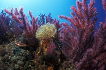 Wreathly-tuft tube worm and coral in Mediterranean Sea
