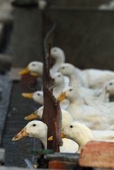 Breeding of ducks in the open air China