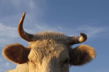 Hörner einer Kuh von Charolaise Lozère France Rasse