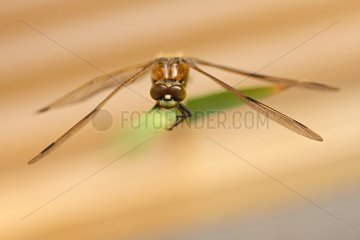 Four-spotted Chaser on a leaf Switzerland