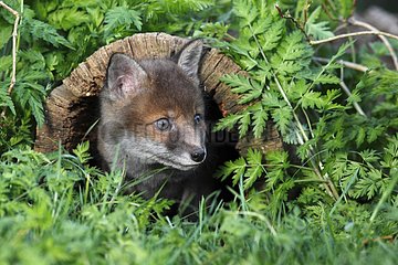 Young Red Fox coming out of a hole in a stump GB