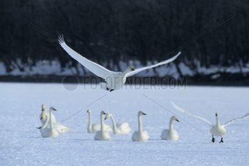 Whooper Swan im Flug Hokkaïdo Japon