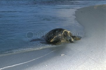 Weibliche grüne Schildkröte  die an einem Strand von Hawaii liegt