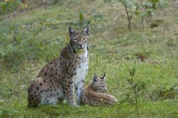 Portrait of a Lynx and its four month old young