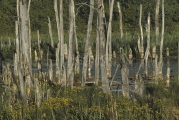 Dead tree trunks in Castor pond Elk Island Canada
