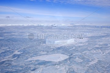 Sea ice ans icebergs in Antarctica
