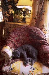 Grey Cat asleep on an armchair