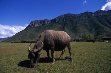 A buffalo grazing in the valley Yunnan China