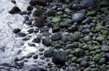 Galets noirs d'origine volcanique recouverts d'algues