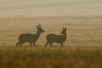 Roebuck urinating near the Roe in the meadow France