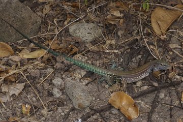 St Lucia Whiptail male in dead leaves Maria Island