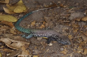 St Lucia Whiptail male in dead leaves Maria Island