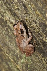 Lesser Antillean whistling frog on a rock St Lucia