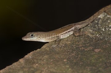 Female St Lucia tree lizard on a rock St Lucia