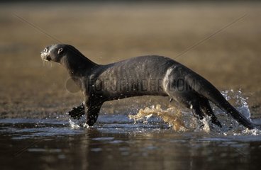 Männlicher Riese Otter im brasilianischen Pantanalwasser