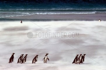 Group Penguins of Magellan in a sand wind Falkland