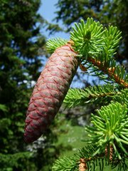Close-up of a pine cone