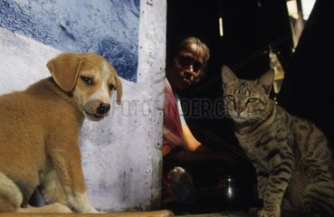 Welpe und Katze sitzen neben einer Frau Uttar Pradesh India