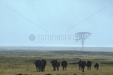 Cape Buffaloes in savanna Nakuru Kenya