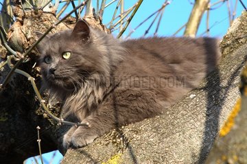 MÃ¤nnliche Katze in einem Baum Frankreich