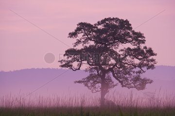Tree in grassland at dawn in Kaziranga National Park India