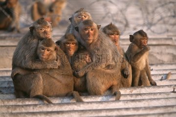 Groupe de Macaque crabier se réchauffant Lopburi Thaïlande