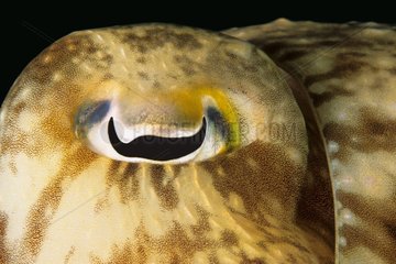 Riese Tintefish Auge zum unteren Malaysia