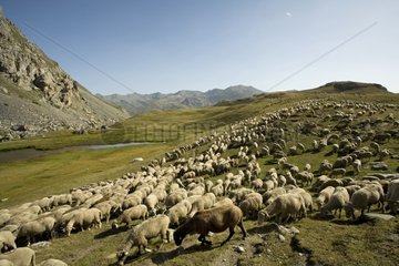 Flock of sheeps near Névache in the Hautes-Alpes France