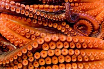 Octopus Fish Market von Tsukiji Tokyo Japan