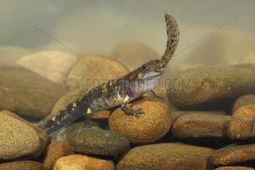 Larva of speckled salamander eating an other smaller