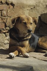 Porträt eines Hundes gegen die Wand aus Stein Nepal gelegt