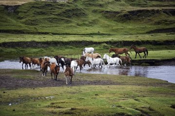Herd of wild Horses crossing a river Ecuador