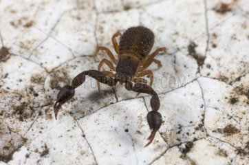 False scorpion in Dominican republic
