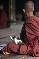 Cat lying down on a young monk Burma