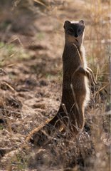 Yellow Mongoose alert Augrabies Falls South Africa