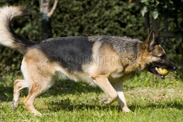 Deutscher Schäferhund spielt mit einem Ball Frankreich