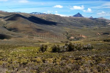 Landschaft des patagonischen Pampa - Argentinien