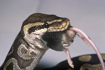 Royal Python eating a rodent