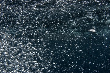 Underwater bubbles close to surface Mediterranean Sea